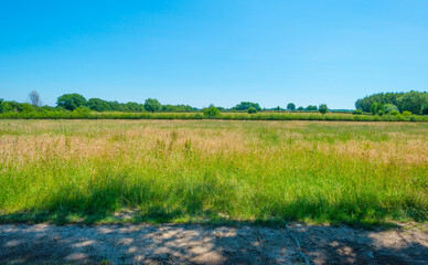 Grassy fields and trees with lush green foliage in green rolling hills below a blue sky in sunlight in summer
