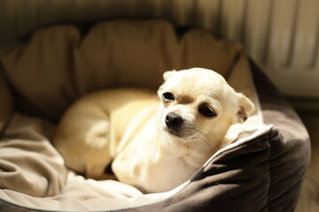 Closeup portrait of small funny beige mini chihuahua dog, puppy laying in dog bed