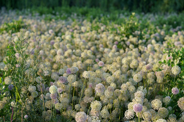 Onion bloom. Farm's field. Flowers background