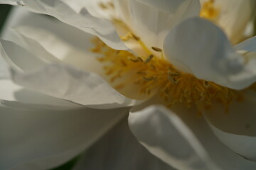 Fototapeta na wymiar White Japanese Peony in Full Bloom