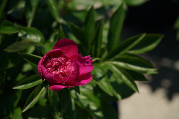 Pink Double-Flowered Japanese Peony