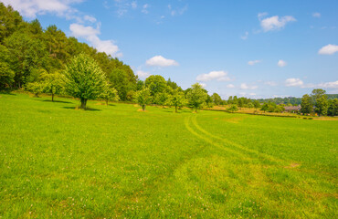 Fototapeta na wymiar Grassy fields and trees with lush green foliage in green rolling hills below a blue sky in sunlight in summer