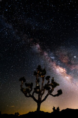 Joshua Tree and Milky Way 