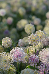 Onion bloom. Farm's field. Flowers background