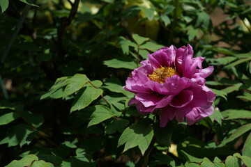 Light Pink Japanese Peony