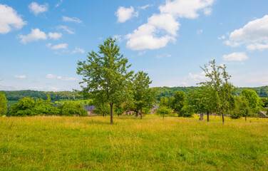 Apple trees in an orchard in a green meadow on the slope of a hill below a blue sky in sunlight in...