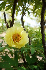 Light Yellow Japanese Peony