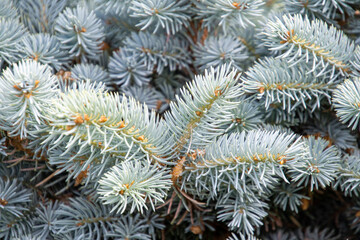 Naklejka na ściany i meble A picture of blue spruce leaves. Vancouver BC Canada 
