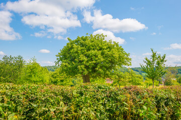 Fototapeta na wymiar Apple trees in an orchard in a green meadow on the slope of a hill below a blue sky in sunlight in summer