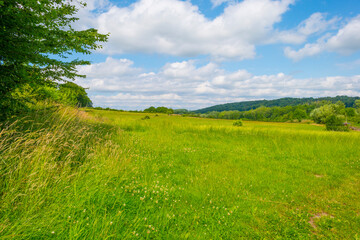 Fototapeta premium Grassy fields and trees with lush green foliage in green rolling hills below a blue sky in sunlight in summer