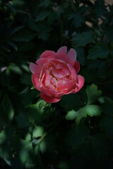 Light Orange Japanese Peony
