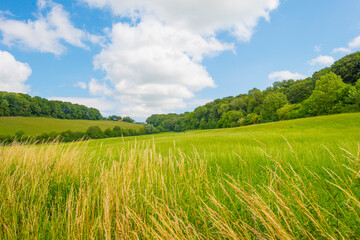 Grassy fields and trees with lush green foliage in green rolling hills below a blue sky in sunlight in summer