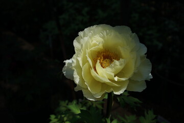 Light Yellow Japanese Peony