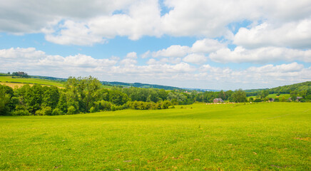 Grassy fields and trees with lush green foliage in green rolling hills below a blue sky in sunlight in summer