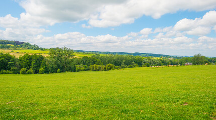 Obraz premium Grassy fields and trees with lush green foliage in green rolling hills below a blue sky in sunlight in summer