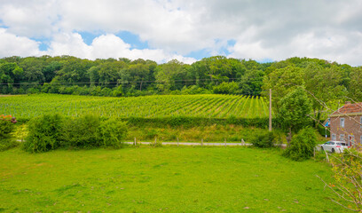 Vineyard on the slope of a green grassy hill in a valley below a blue sky in sunlight in summer