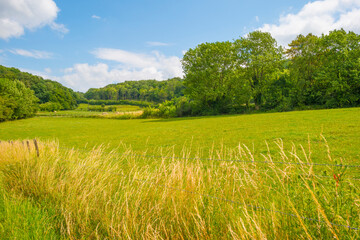 Grassy fields and trees with lush green foliage in green rolling hills below a blue sky in sunlight in summer