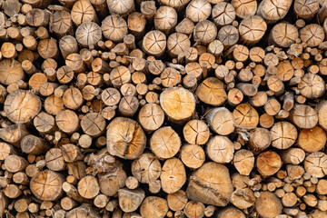 troncos de madeira formas redondas