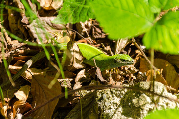 European green lizard (Lacerta viridis), in The Dragons' Garden from Sălaj County, Romania