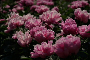 Light Pink Double-Flowered Japanese Peony