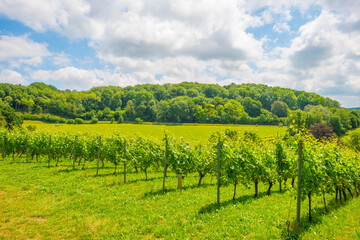 Fototapeta na wymiar Vineyard on the slope of a green grassy hill in a valley below a blue sky in sunlight in summer