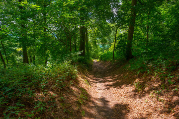 Fototapeta na wymiar Sunken lane in a green deciduous forest in sunlight and shadows in summer