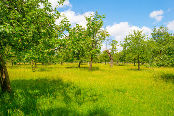 Apple trees in an orchard in a green meadow on the slope of a hill below a blue sky in sunlight in...