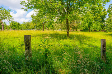 Apple trees in an orchard in a green meadow on the slope of a hill below a blue sky in sunlight in summer