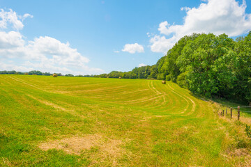 Grassy fields and trees with lush green foliage in green rolling hills below a blue sky in sunlight in summer