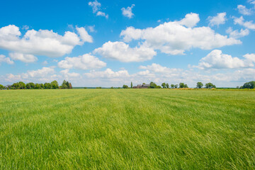 Grassy fields and trees with lush green foliage in green rolling hills below a blue sky in sunlight in summer