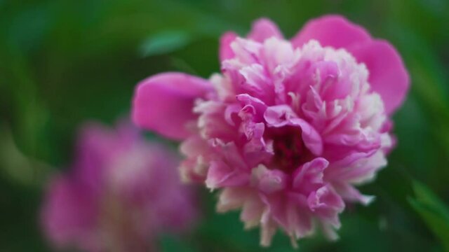 ant crawls on a pink peony, on a blurred background, beautiful bokeh