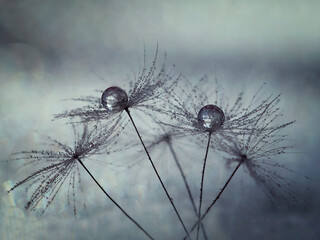 Close-up dandelion seeds with silver drops on bokeh background. Selective focus on drops.