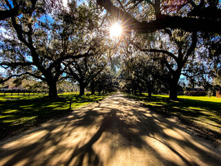 sun shining through trees