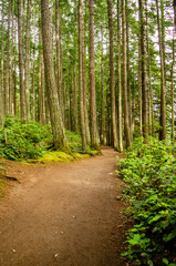 Along the footpath