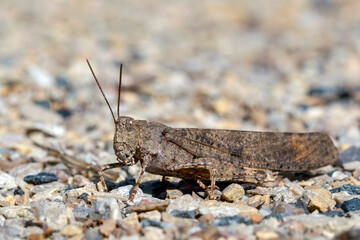 Close Up of a Carolina Locust on Rocky Ground