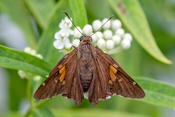 Close Up of a Silver-Spotted Skipper Butterfly on a White Flower