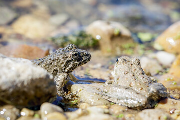 Close Up of Two Frogs on Rocky Ground