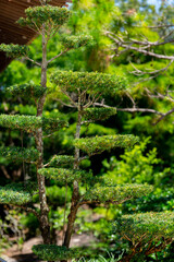 Fototapeta premium Nicely trimmed tree in a Japanese Garden