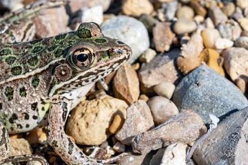 Close Up of  a Frog on Rocky Ground