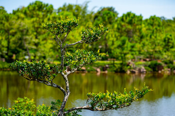 Fototapeta na wymiar Nature photography vibrant tree with lake in background