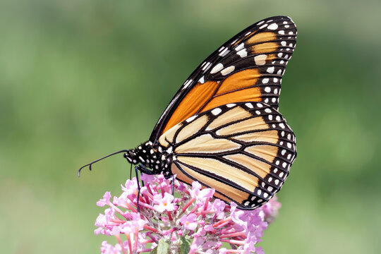 Close Up of a Monarch Butterfly on Pink Blooms of a Butterfly Bush