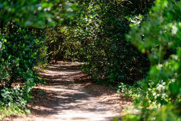 Shady walkway through the woods