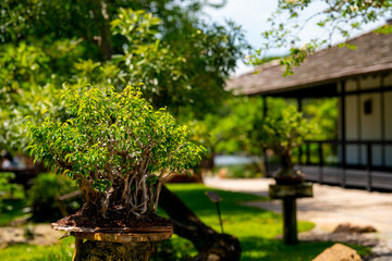 Fototapeta na wymiar Bonsai tree Japanese garden style