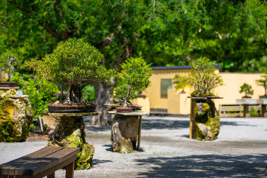 Bonsai tree Japanese garden style