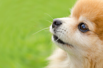 close up portrait of ginger Pomeranian spitz dog in profile, muzzle, on green background, copy...