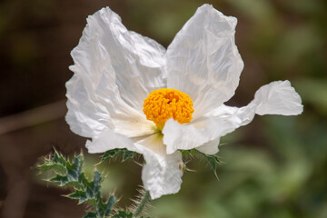White prickly poppy wildflower with papery petals and prickly leaves.