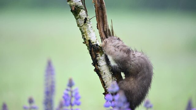 The beech marten (Martes foina) on a tree looking for food and looking around. Very heavy rain and wind, in the foreground are purple flowers of Lupinus polyphyllus.