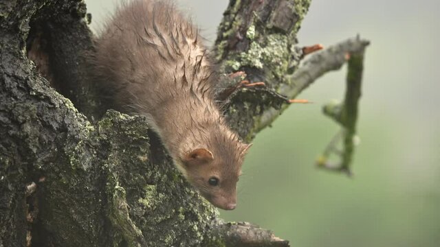 The beech marten (Martes foina) climbs a tree, looking for food and looking around. Very heavy rain and wind, spring day. Close shot.