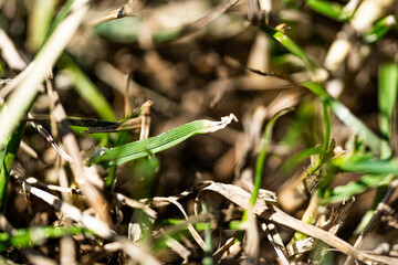 Macro close up of grass and twigs. Nature in detail