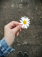 daisy flower in hand